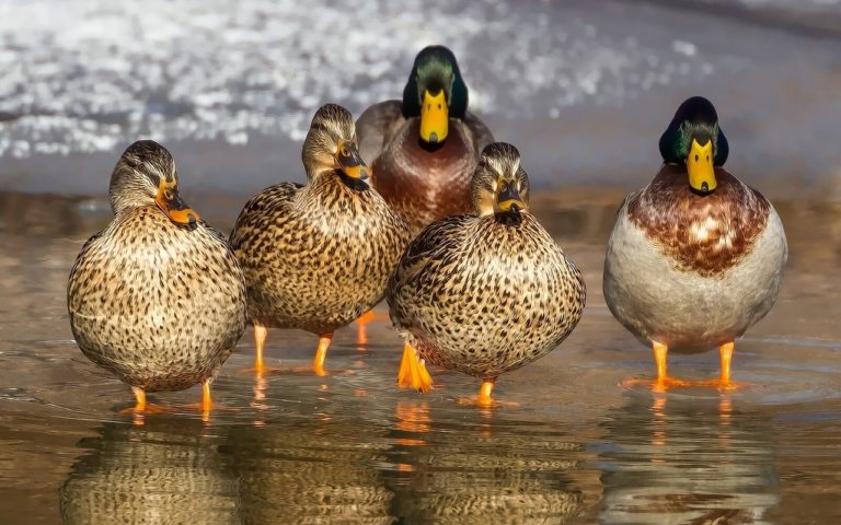 Ornitolog - spotkania z naturą w sercu miasta